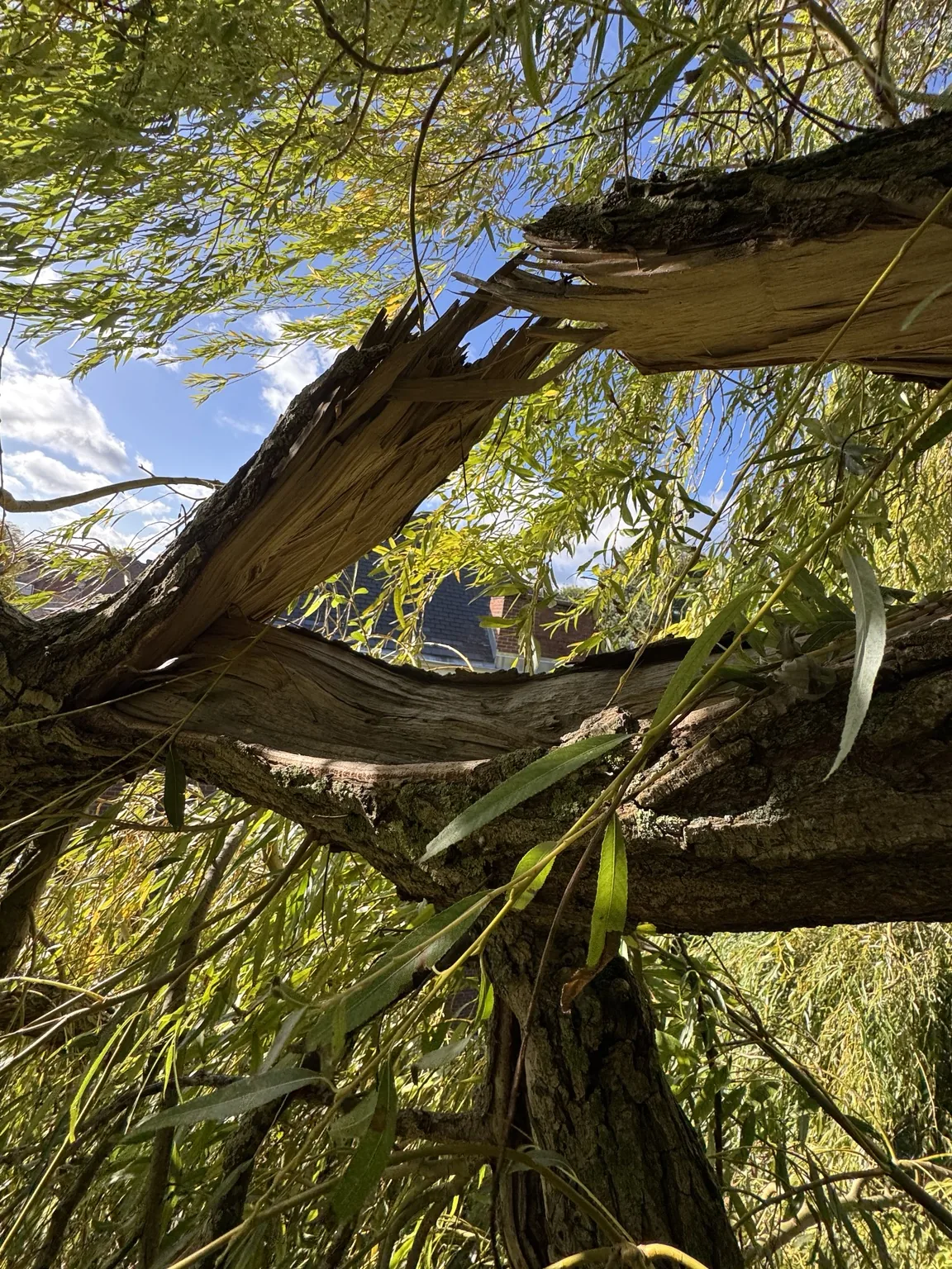 Grosse branche de saule fendue et éclatée