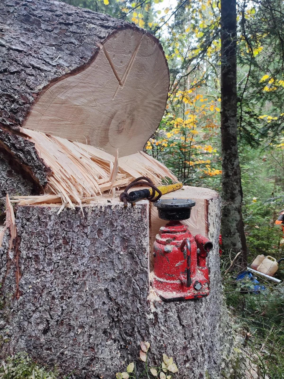 Coupe contrôlée sur un arbre