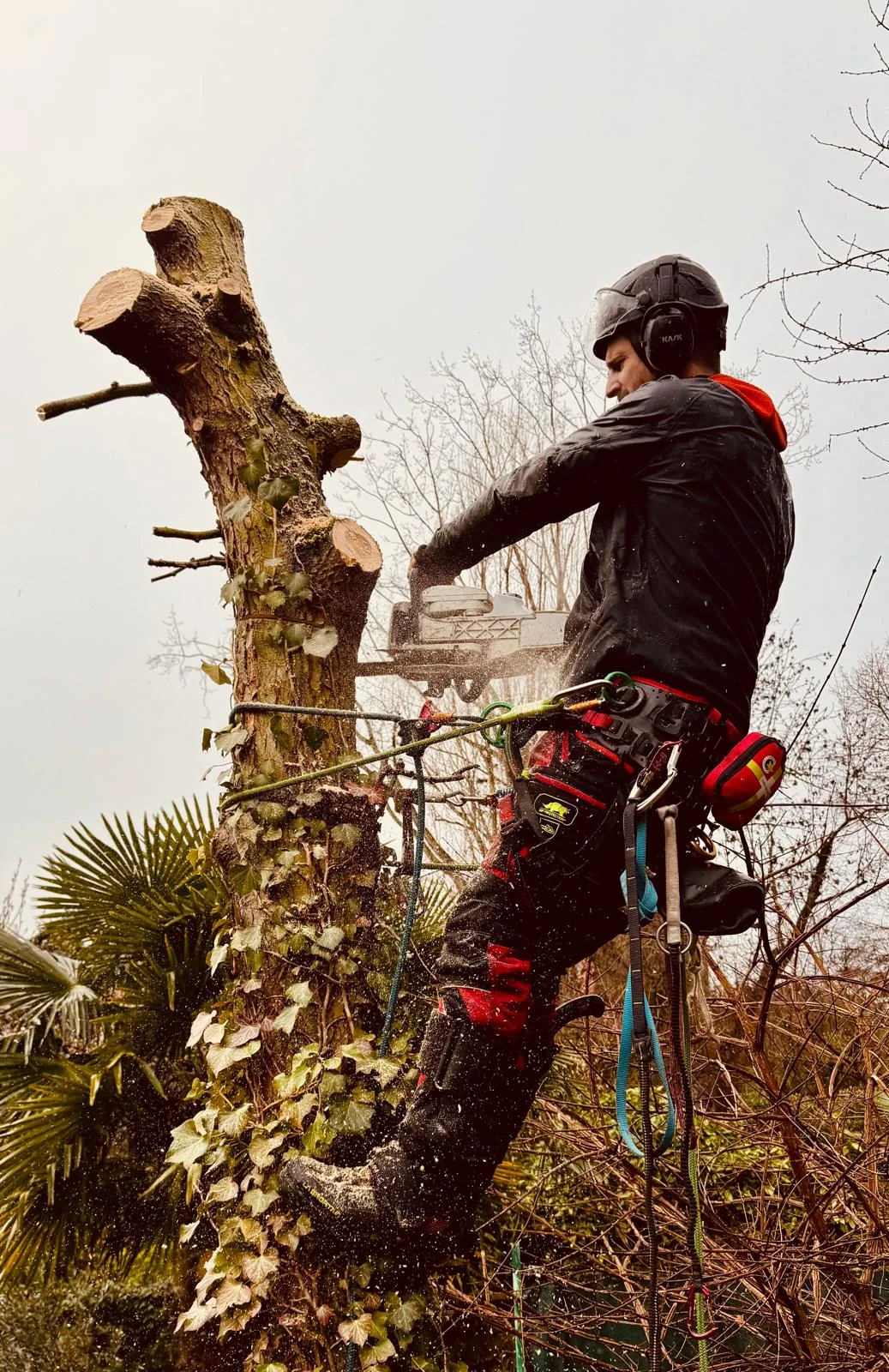 Démontage contrôlé d’un arbre