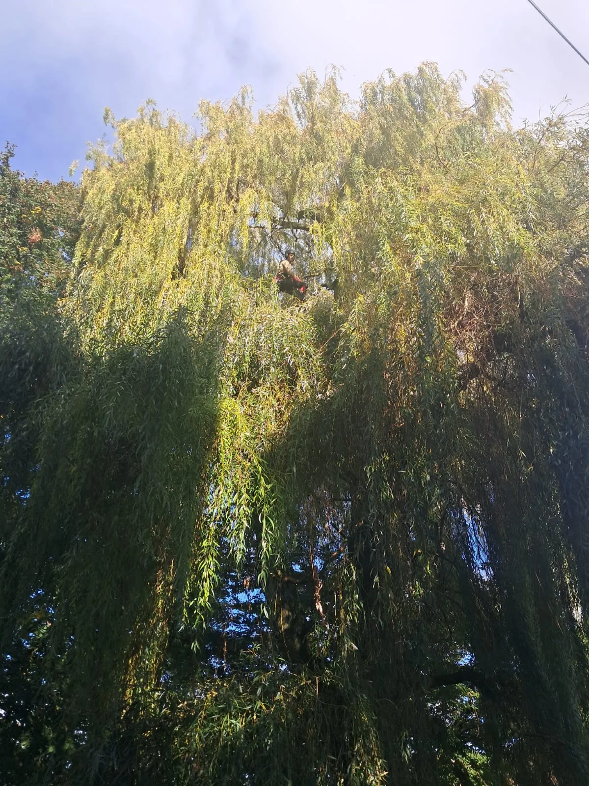 Élagueur positionné dans la couronne d’un grand saule