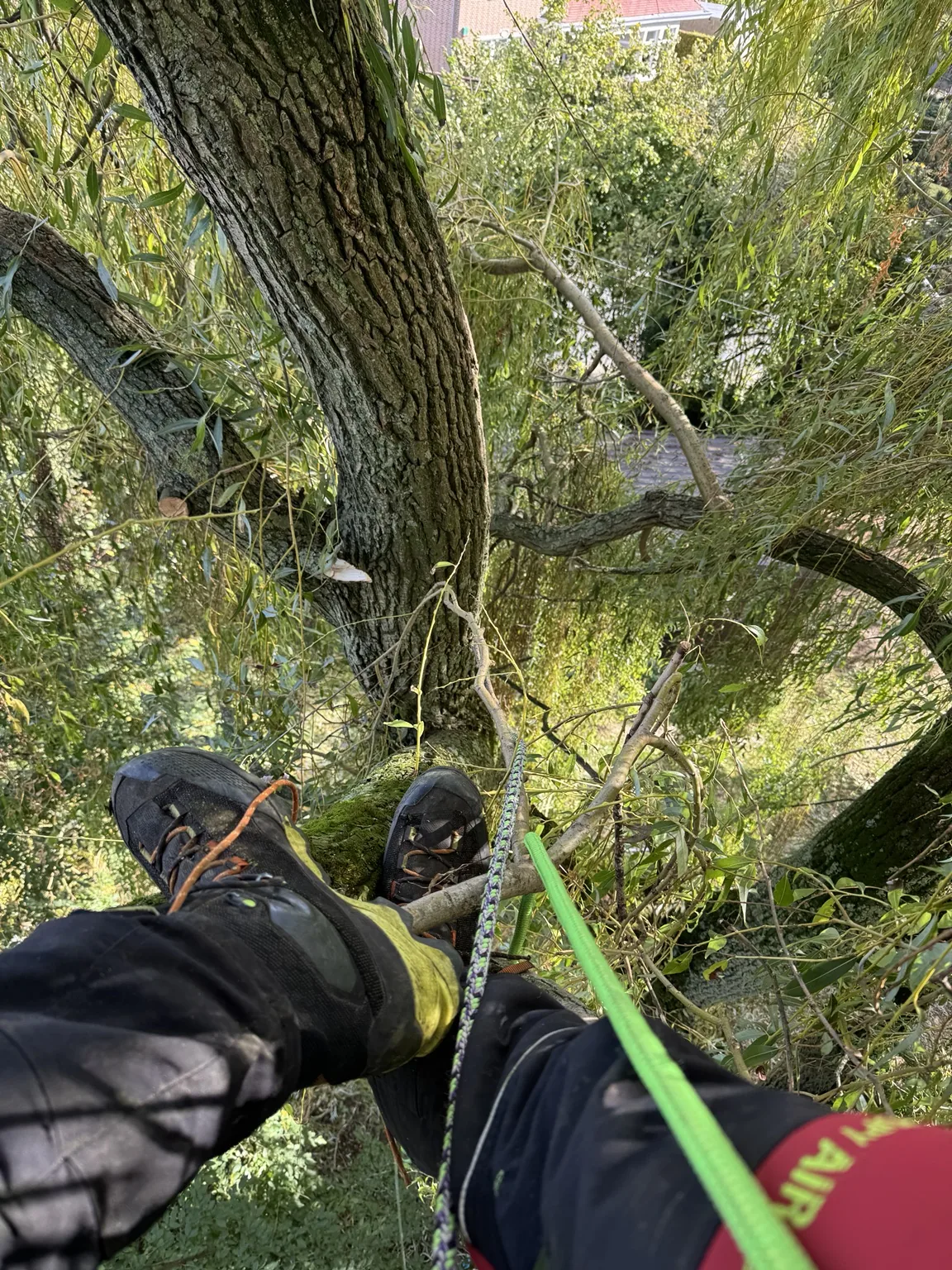 Vue du travail sur corde depuis la ramure d’un saule
