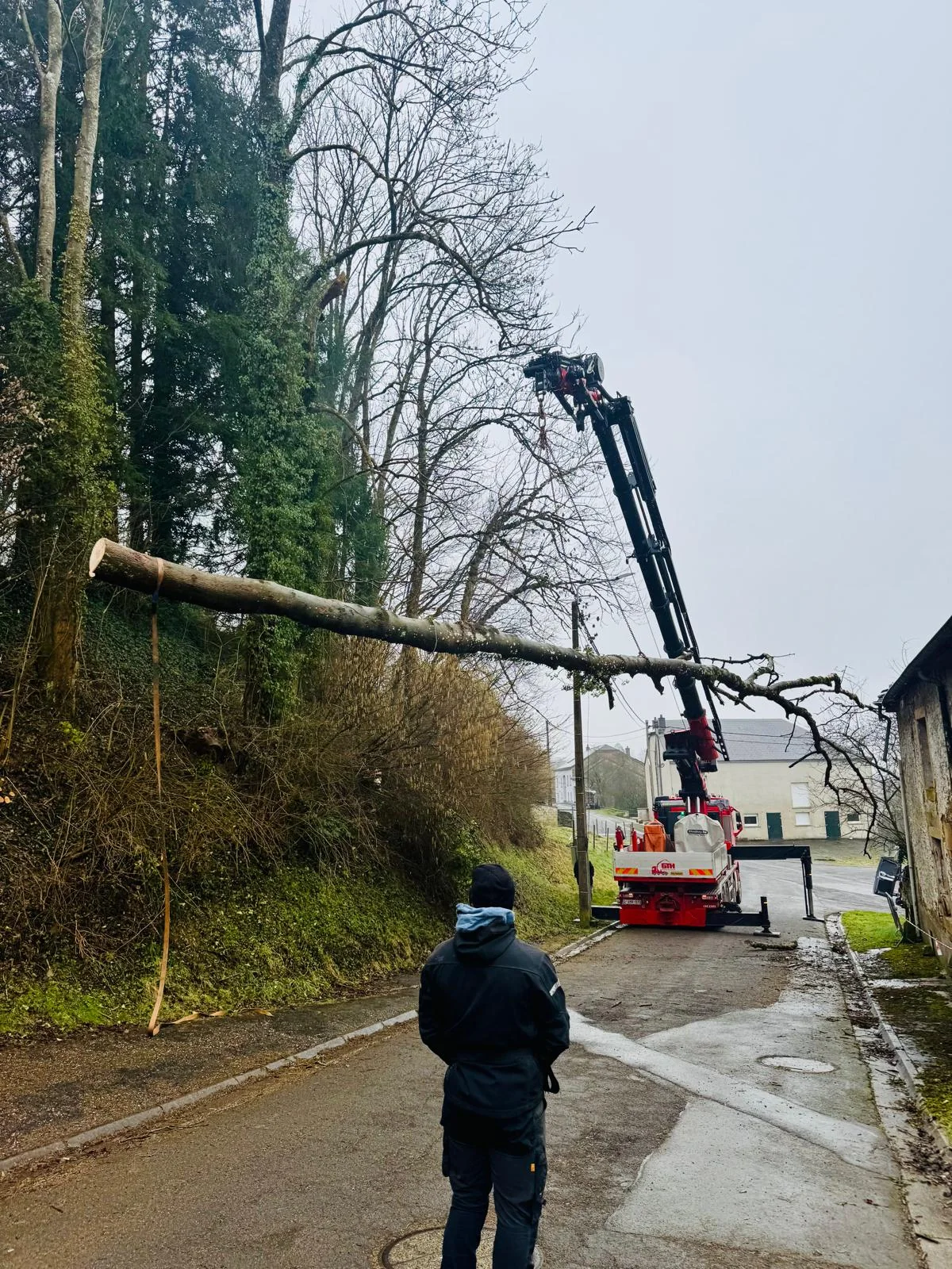 Intervention arborée avec grue