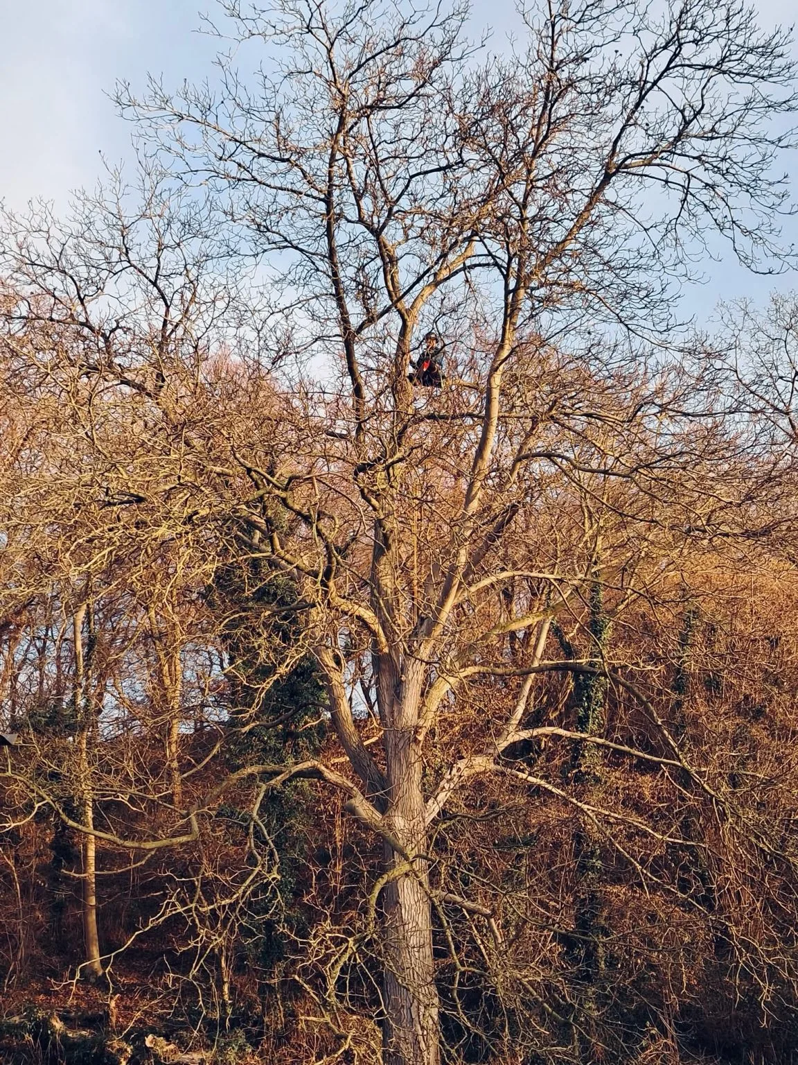 Intervention arborée Haute Cime — réalisation 1
