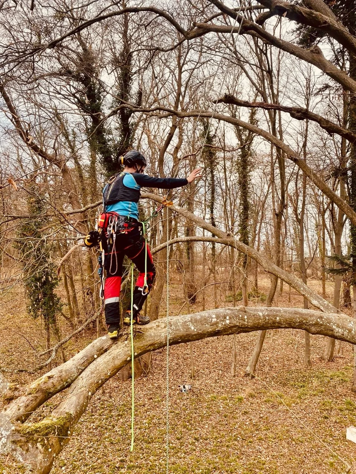 Grimpeur Haute Cime en intervention dans un arbre