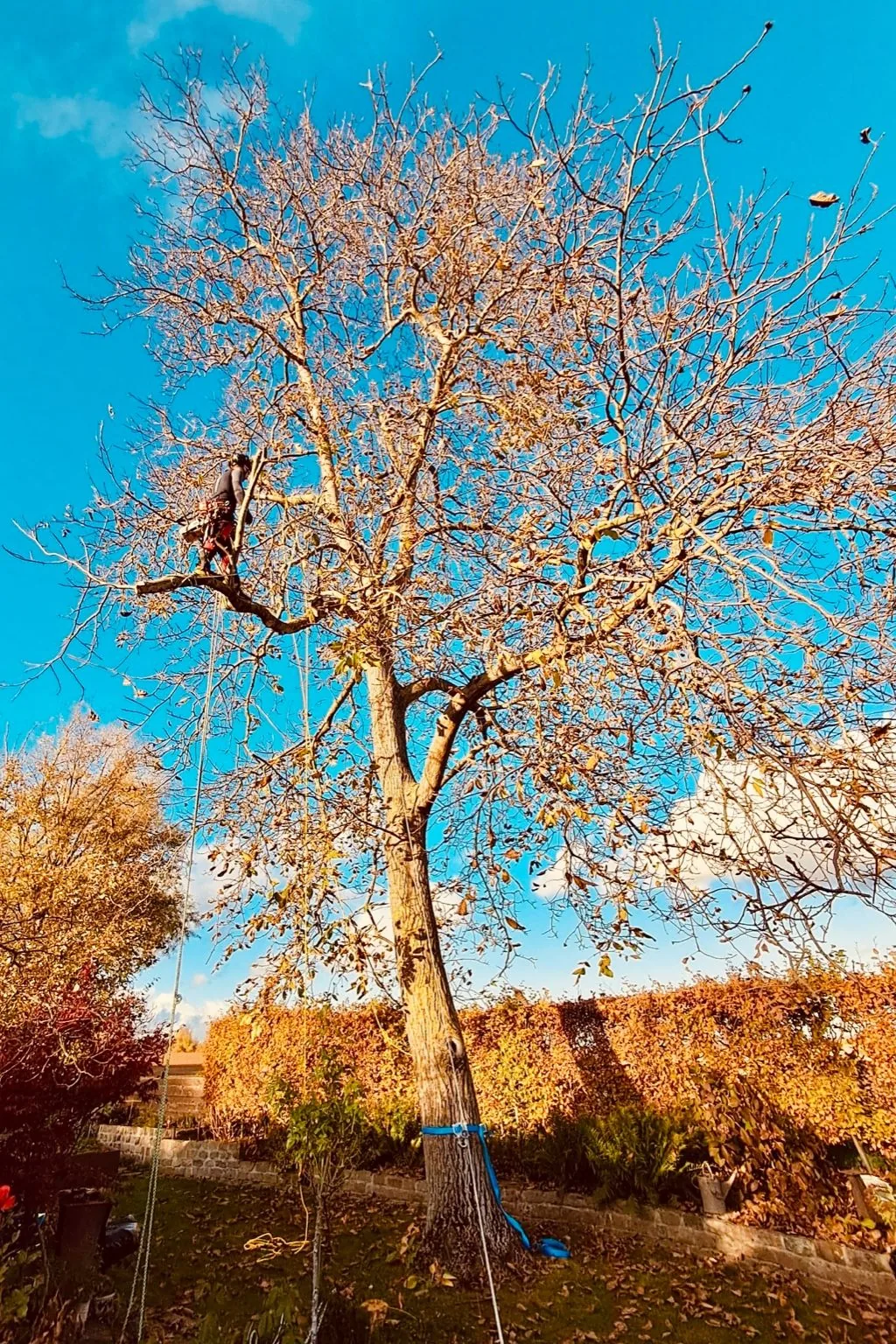Intervention arborée Haute Cime — réalisation 9
