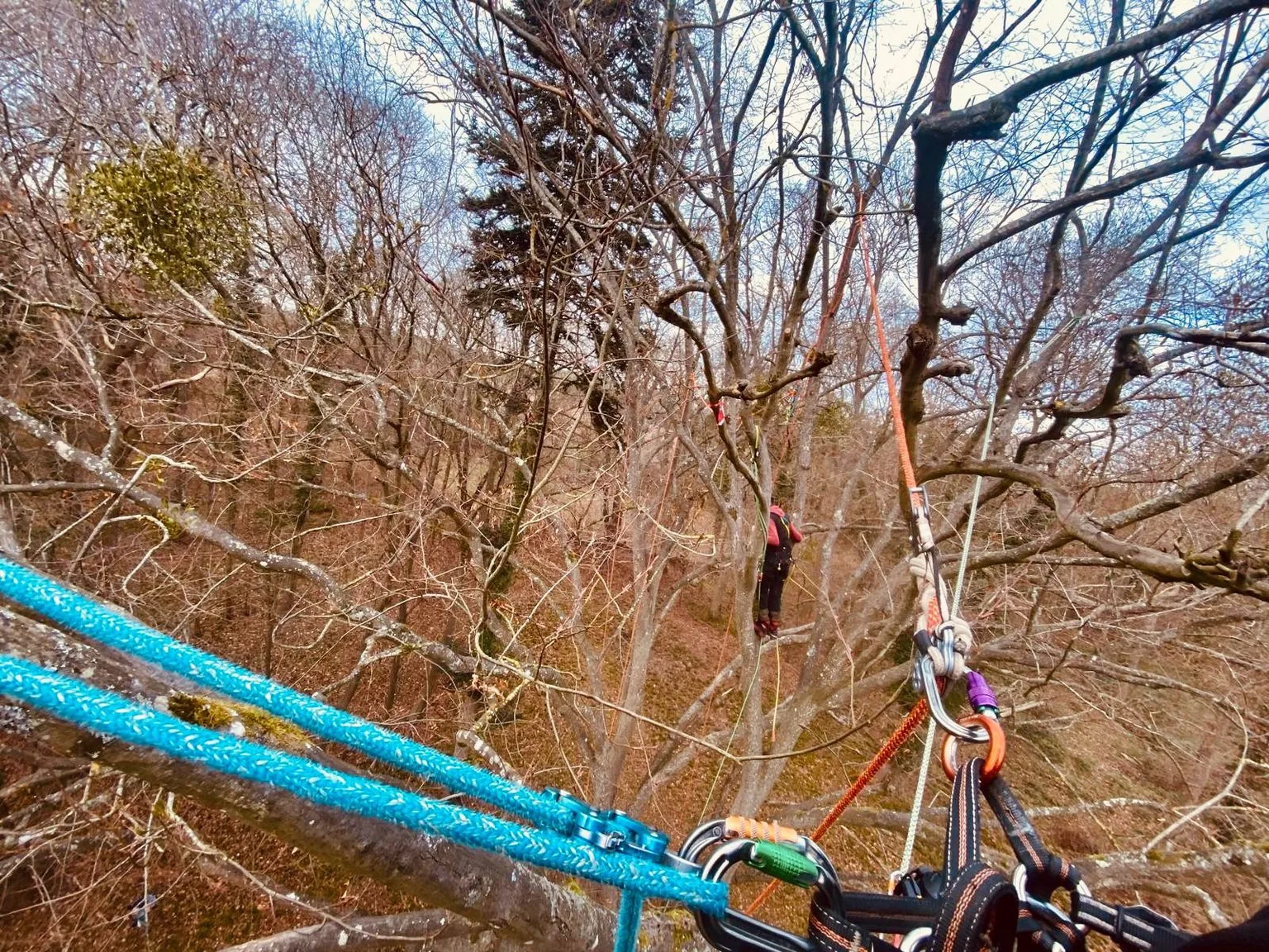 Intervention arborée Haute Cime — réalisation 12