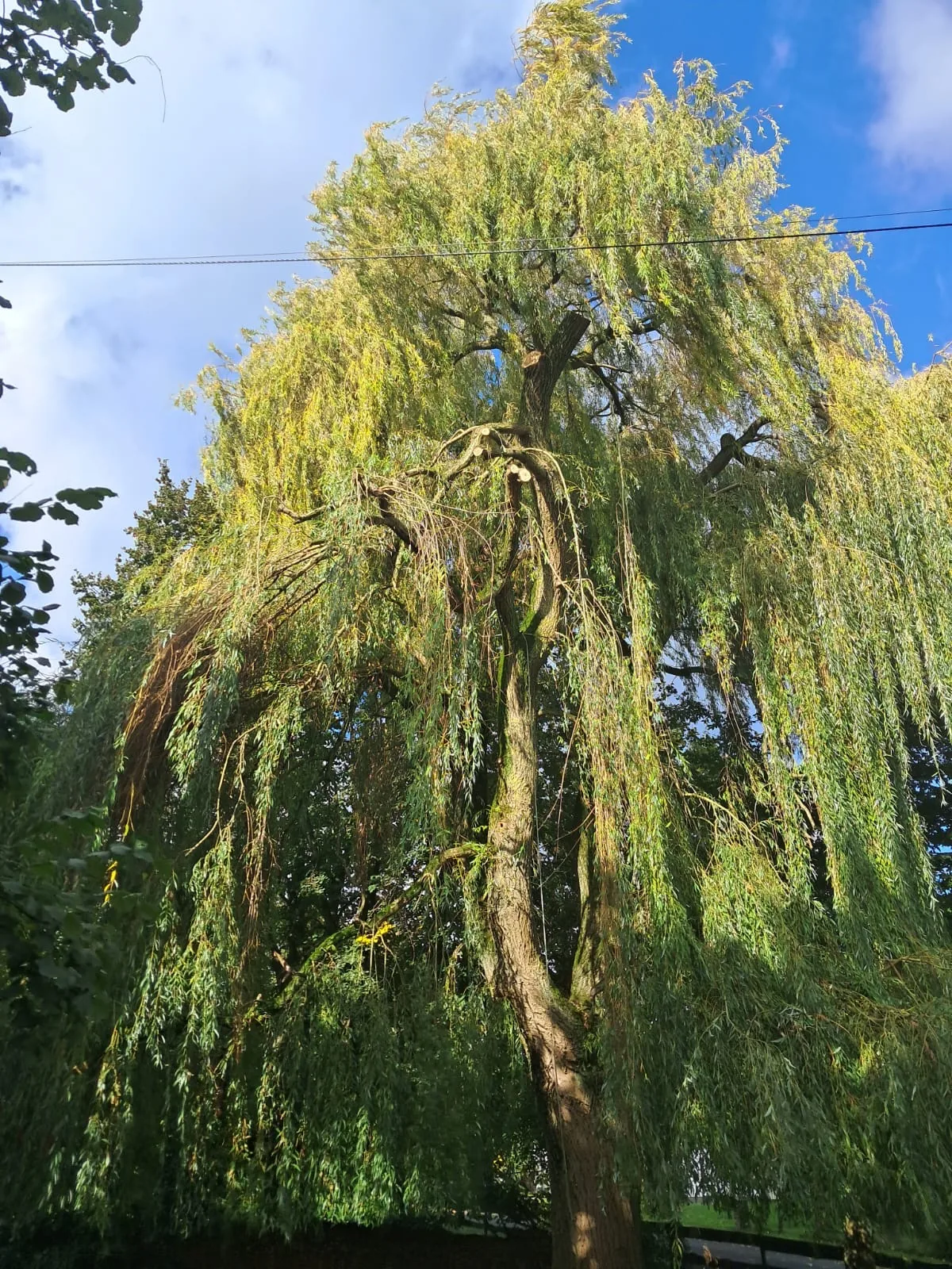 Grand saule avec des branches fraîchement coupées