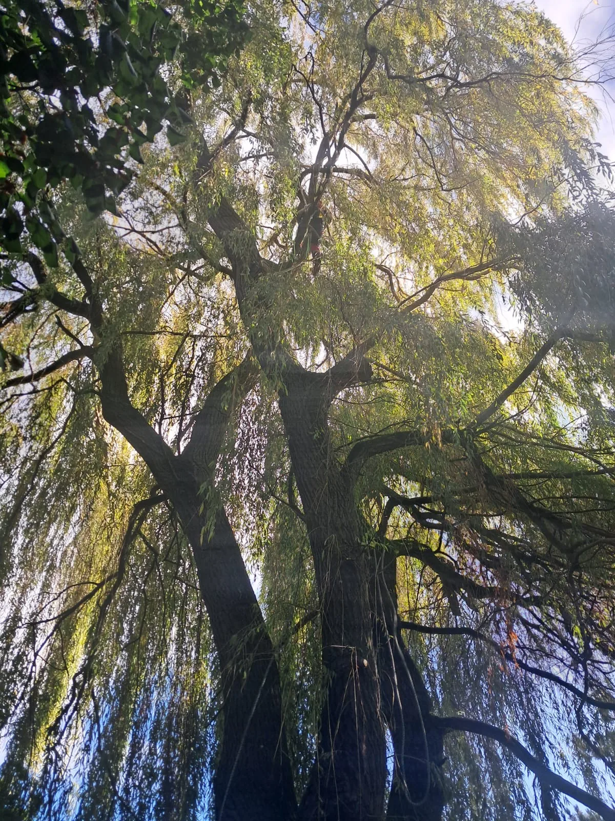 Grand saule mature vu depuis le pied, avec une ramure très développée